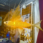Flying fish rattan ceiling light for coastal interior decor