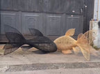 Four tail rattan fish pendant light in natural, red & black